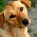 PEDIGREE® pausa para alimentar lo bueno, más que una campaña