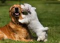 El otro lado del cuidado canino: Atender las heridas a tiempo para prevenir infecciones