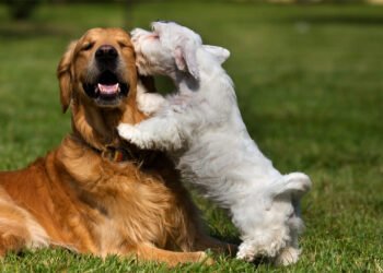 El otro lado del cuidado canino: Atender las heridas a tiempo para prevenir infecciones