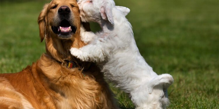 El otro lado del cuidado canino: Atender las heridas a tiempo para prevenir infecciones
