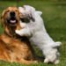 El otro lado del cuidado canino: Atender las heridas a tiempo para prevenir infecciones