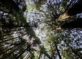 U.S. Meat realiza su primera jornada de reforestación y planta 200 árboles en La Marquesa con sus iniciativa «Sabores Sostenibles»