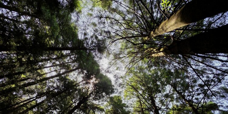 U.S. Meat realiza su primera jornada de reforestación y planta 200 árboles en La Marquesa con sus iniciativa «Sabores Sostenibles»