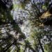 U.S. Meat realiza su primera jornada de reforestación y planta 200 árboles en La Marquesa con sus iniciativa «Sabores Sostenibles»
