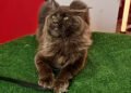En el Cat Day 2026 haz del séptimo cumpleaños una nueva forma de cuidar a tu michi
