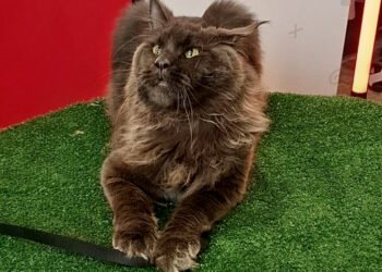 En el Cat Day 2026 haz del séptimo cumpleaños una nueva forma de cuidar a tu michi