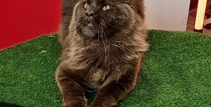 En el Cat Day 2026 haz del séptimo cumpleaños una nueva forma de cuidar a tu michi