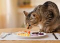 ¿Todos los gatos deben o pueden comer lo mismo?