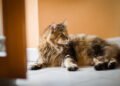 Aunque tu gato no salga de casa, también puede contraer parásitos: Proteger su salud comienza desde el hogar