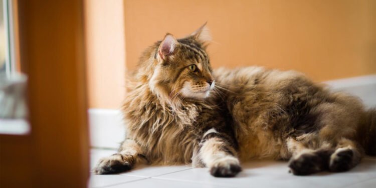 Aunque tu gato no salga de casa, también puede contraer parásitos: Proteger su salud comienza desde el hogar