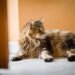 Aunque tu gato no salga de casa, también puede contraer parásitos: Proteger su salud comienza desde el hogar