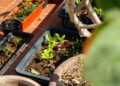 TRIVIA | Temporada de lluvias: qué sembrar y cómo cuidar tu huerto para cosechar alimentos saludables