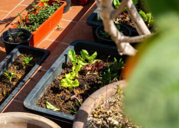 TRIVIA | Temporada de lluvias: qué sembrar y cómo cuidar tu huerto para cosechar alimentos saludables