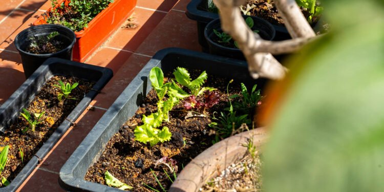 TRIVIA | Temporada de lluvias: qué sembrar y cómo cuidar tu huerto para cosechar alimentos saludables