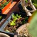 TRIVIA | Temporada de lluvias: qué sembrar y cómo cuidar tu huerto para cosechar alimentos saludables